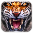 Jungle Tiger