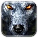Grey Wolf